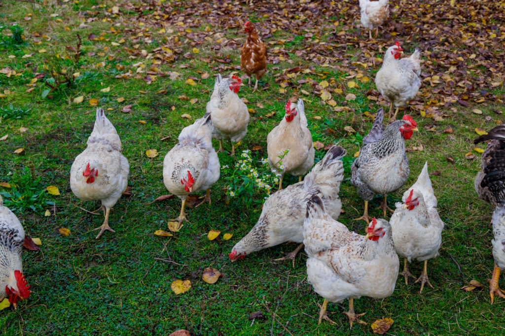 white chickens and rooster walking on green grass.